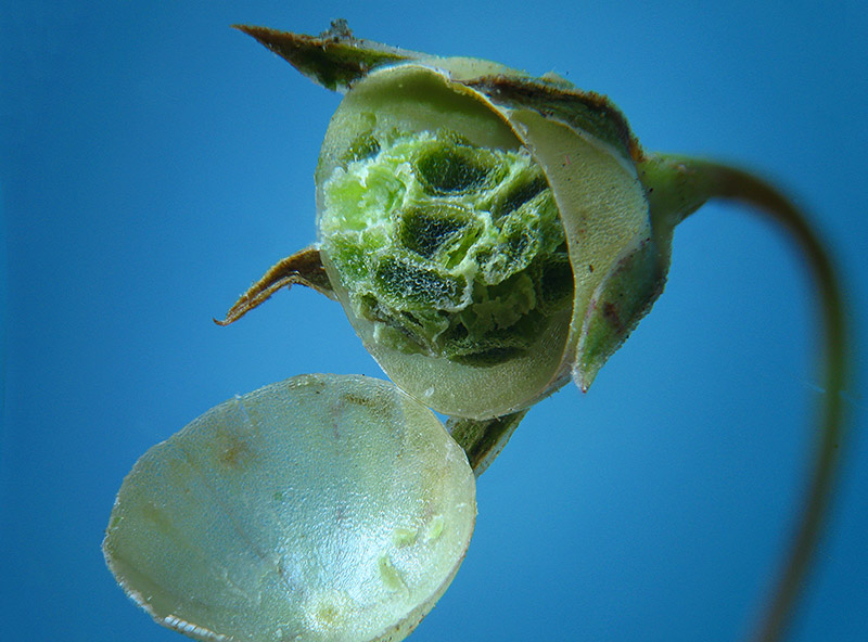 Lysimachia arvensis / Mordigallina